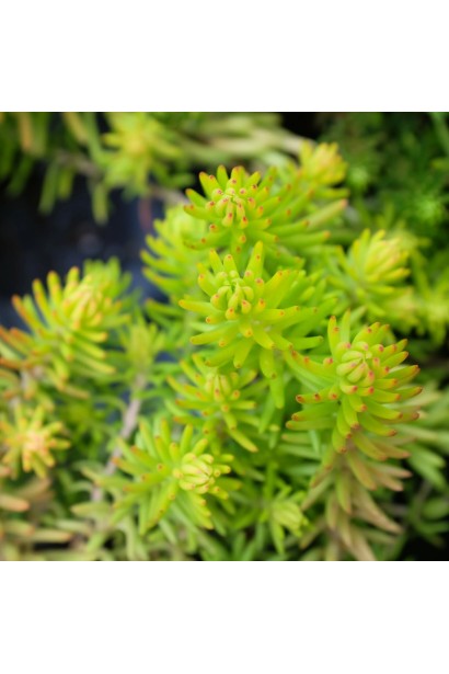 Очиток Ангеліна голчасте яскраво-зелене листя